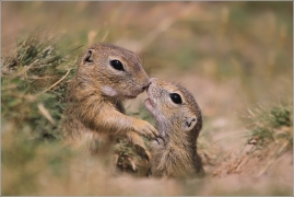 <p>SYSEL OBECNÝ (Spermophilus citellus) /European ground squirrel - Europäischer Ziesel/</p>